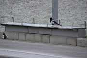 25 november 2018 - Men kjære Skjære, du kan ikke ta T-banen, dessuten blir det motsatt vei. Takk for i dag, nå er det muring på gang.