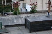 26 september 2018 - De ble jo fort flere, har tar jeg bilde av tre