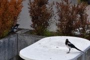 28 juli 2018 - To bilder denne dagen, frokost og ...