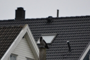29 september 2018 - Nå registrerer jeg at fuglene begynner å bli sultne