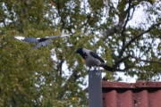 29 september 2018 - Kråka er sulten, men er nok på feil plass