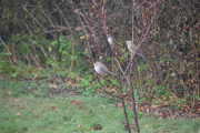 3 november 2018 -  Så kommer tre
