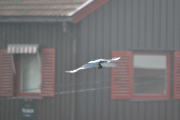 3 november 2018 -  Men skal ikke fly langt unna før vi ser at det er litt grått og disete i dag