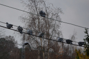 4 november 2018 - Ja da, nå er det bare 8 igjen