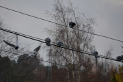4 november 2018 - Fortsetter det sånn så går dette bra, nå er det bare 5 igjen