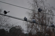 4 november 2018 - Stillingskrigen kalles dette, har sett det mange ganger før