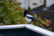 4 oktober 2018 - Hei du, nå var du nærme. Vil du ha middagsmat?