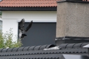 4 oktober 2018 - En Kråke prøver seg også