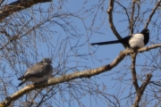 1 april 2018 - Er vi litt på vakt, men Ringdua og Skjæra er på plass