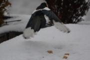 1 januar 2018 - Frokost Skjæra take off