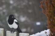 1 januar 2018 - Nå ser jeg at du pønsker på noe