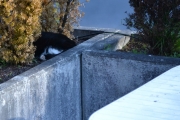 1 juni 2018 - En katt som sover i blomsterkassen, da blir det ingen Skjærer i dag