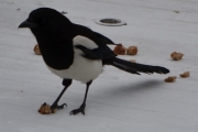 10 juni 2018 - En rolig frokost etter en dramatisk dag i går