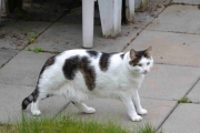 12 mai 2018 - Selvfølgelig en av kattene som rusler rundt her