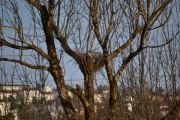13 april 2018 - Vi må følge med på skjærereir nr. 3 nå
