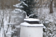 13 januar 2018 -  Det er så kalt at det er godt og varme seg ved pipa