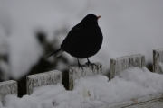 13 januar 2018 - Men det går bra, Svarttrosten for være i fred