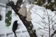13 januar 2018 - Og den ser at Svarttrosten flyr og spiser