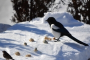 17 mars 2018 - Begge koser seg i solen