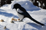 17 mars 2018 - Begynner å bli mett igjen nå, ser jeg