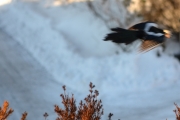 17 mars 2018 - Jepp, da kan du fly bort en liten stund
