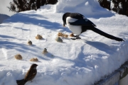 17 mars 2018 - Kjempefint, dette er koselig å se