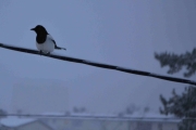 18 februar 2018 - Skjæra om morgenen og skal få frokost