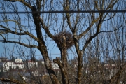 19 april 2018 - Ingen tvil, reiret har vokst