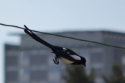 19 mai 2018 - Ingen ting, skal bare finne mat i dag