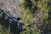 2 april 2018 - Ser og tar bilder av innsatsen
