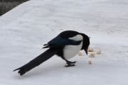 23 juni 2018 - Du kan innta frokosten i fred