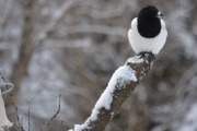 25 februar 2018 - Litt snø på nebbet da gitt