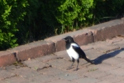 27 juni 2018 - Kun to bilder denne dagen, når ungen våget seg ned på veien
