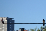 27 juni 2018 - Og stillingskrigen mellom Skjæra og Dua