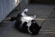 27 mai 2018 - I dag ble det ingen Skjærer, denne katten dominerte kroken nesten hele dagen