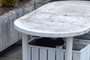 29 april 2018 - Jaggu ligger katten her i dag også, sikkert varmt siden den ligger under bordet
