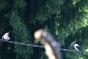 30 juni 2018 -  Noen som kjenner igjen oppdragelsen?