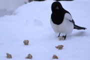 4 mars 2018 - Frokost før kl. halv åtte