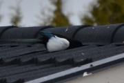 8 april 2018 - Gjemme er stikkordet, men på hvilket sted?