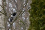 8 april 2018 - Nå tar jeg bare bilder, dokumenter selv