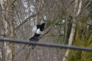 8 april 2018 - Nå tar jeg kun bilder