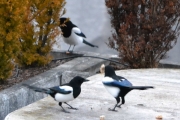 8 april 2018 -  Når tre Skjærer maser om maten før seks om morgenen aner jeg ugler i mosen