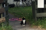 9 juni 2018 - Men i tillegg kom det også en katt som ikke hadde denne stillingen første gangen. Jeg løp rundt i veien mellom katta og ungen og fikk til slutt skremt den vekk med hjelp av Skjærene