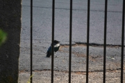 9 juni 2018 - Det sitter en liten Skjæreunge der og har ingen antydning til å flytte seg