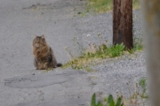 9 juni 2018 - Min kone observerer alle tilskuerne og en av dem var kattene