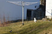29 mars 2020 - Se størrelses forskjellen