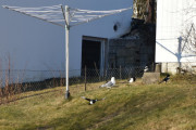 29 mars 2020 - Har egentlig alltid lurt på hvorfor det er så mange fugler der