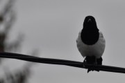 25 januar 2020 - skal du ikke ta bilder av meg i år da?