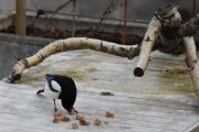 9 mars 2020 - Frokost tid, se den teknikken den har fått etter hvert