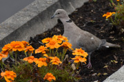 8 september 2019 - Eller så er de i blomsterkassene